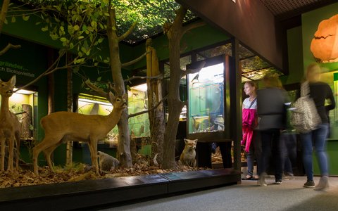 Ausstellung "Ostthüringen als Landschaftsraum" - zur Geologie, Flora und Fauna"