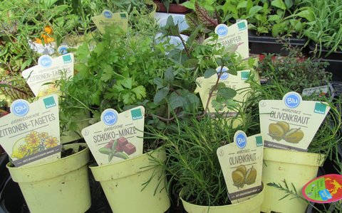 Wochenmarkt Mühlhausen